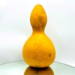 Clean Dried Natural Gourd 
ARTS & CRAFTS Project Ready Bowl Vase Style Birdhouse